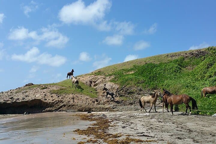Coastal Horseback Ride in St. Lucia — Swim with Horses on Gros Islet Beaches photo 4