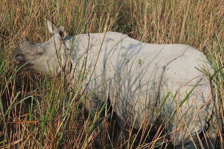 Meghalaya With Kaziranga: Cherrapunji, One‑Horned Rhinos & Morning Safari