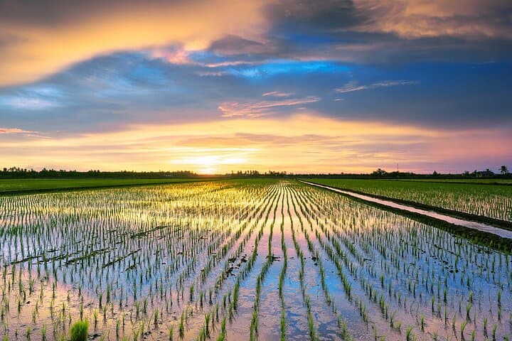 Sekinchan Paddy Fields and Redang Beach Day Tour from Kuala Lumpur