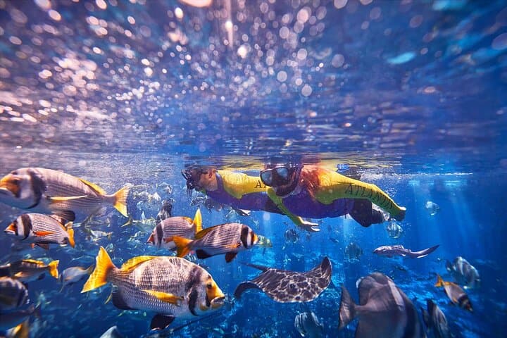 Ultimate Snorkel at Atlantis The Palm: Ambassador Lagoon Encounter photo 3