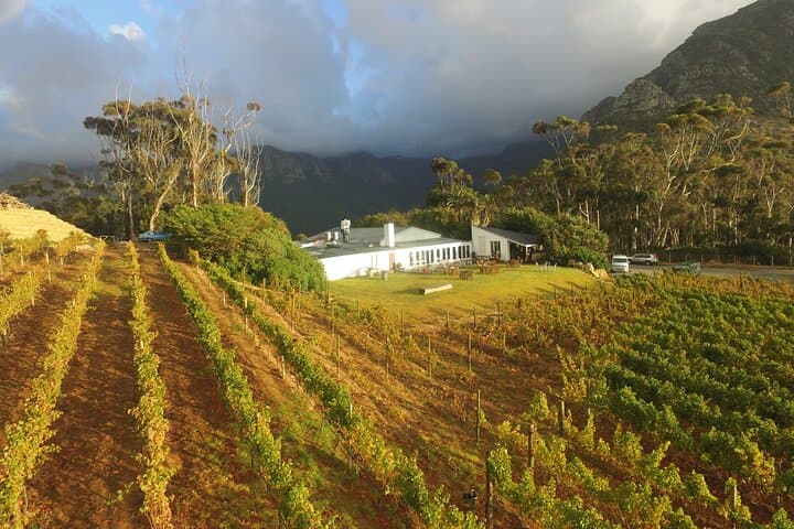 Full-Day Constantia Wine Tour: Tastings, Cellars & Table Mountain Views photo 2