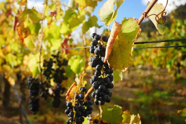 Full-Day Constantia Wine Tour: Tastings, Cellars & Table Mountain Views photo 5