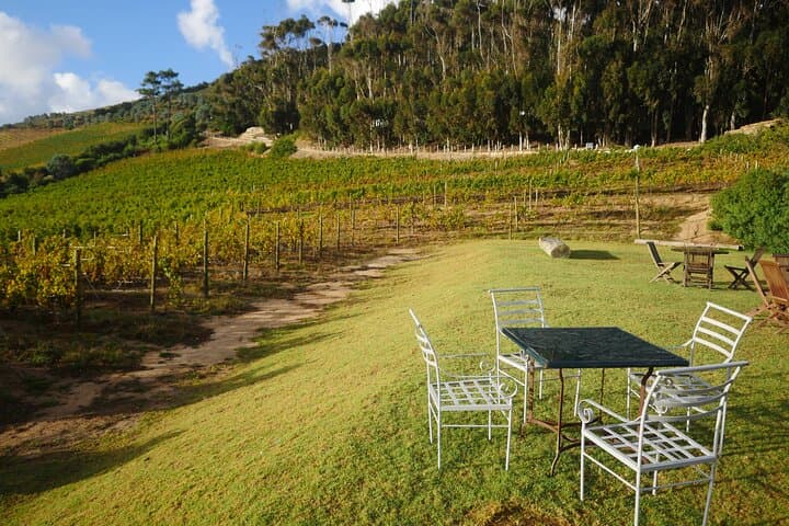 Full-Day Constantia Wine Tour: Tastings, Cellars & Table Mountain Views photo 6
