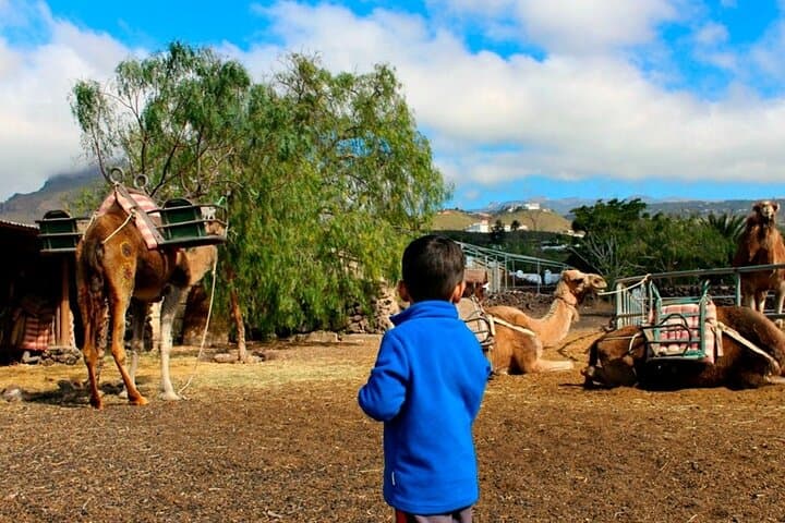 Camel Park Tenerife: Skip-the-Line 25-Minute Camel Ride at Guaza Finca photo 2
