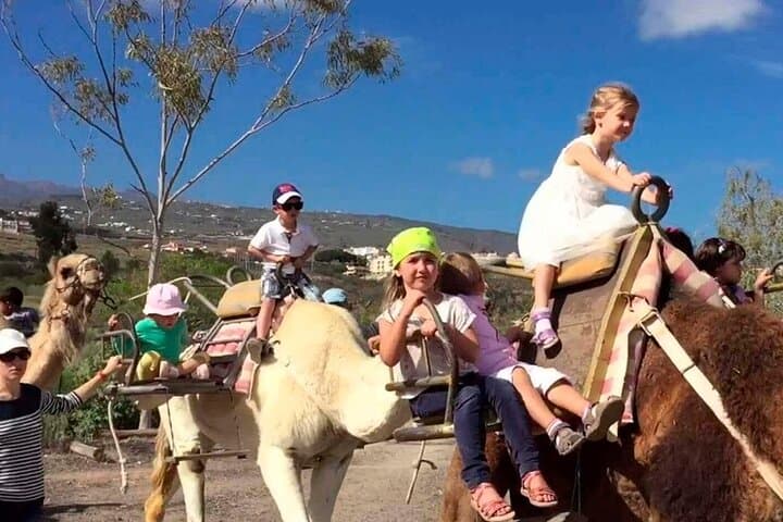 Camel Park Tenerife: Skip-the-Line 25-Minute Camel Ride at Guaza Finca photo 3