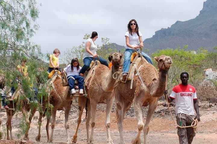 Camel Park Tenerife: Skip-the-Line 25-Minute Camel Ride at Guaza Finca photo 4