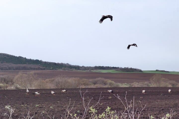 Private Birdwatching from Sofia: Dragoman Marsh, Vitosha & City Parks photo 6