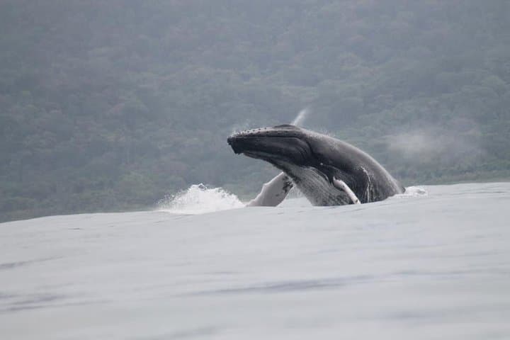 Marino Ballena Whale & Dolphin Boat Tour from Uvita — 3–4 Hour Marine Safari