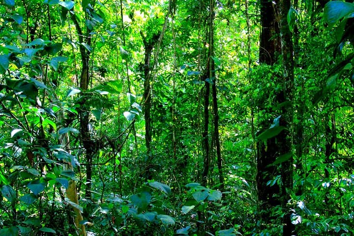 Colón Rainforest, San Lorenzo Fort & Agua Clara Locks — Half-Day Cruise Excursion photo 4