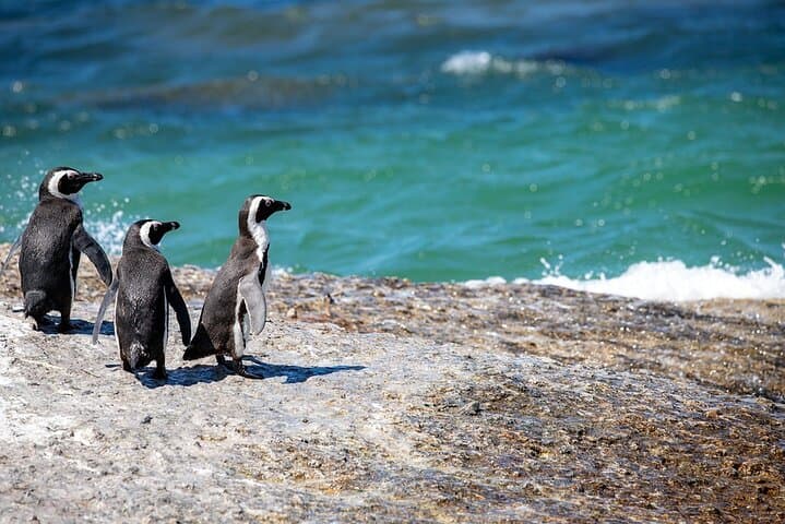 Garden Route Private Tour with Addo & Cape Highlights — 10-Day South Africa Adventure photo 5