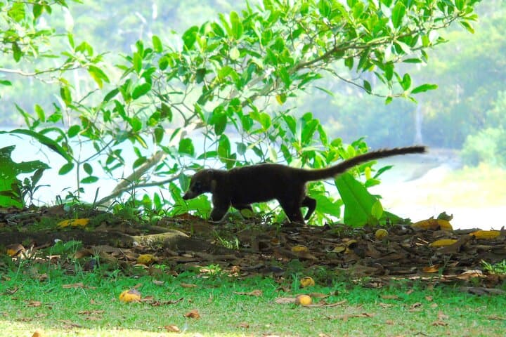 Colón Rainforest, San Lorenzo Fort & Agua Clara Locks — Half-Day Cruise Excursion photo 5