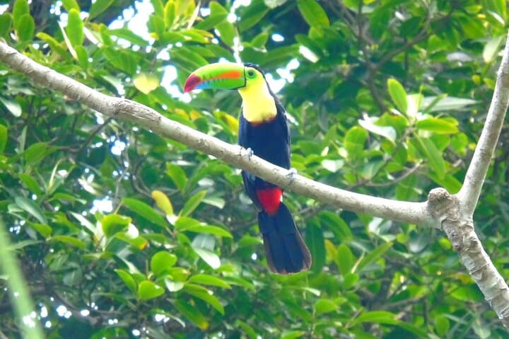 Colón Rainforest, San Lorenzo Fort & Agua Clara Locks — Half-Day Cruise Excursion photo 6
