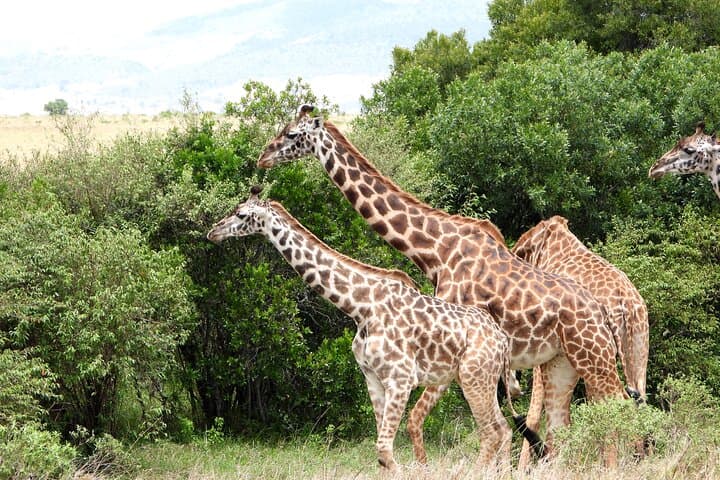 Masai Mara Explorer: Private Luxury Safari to See the Big Five photo 4