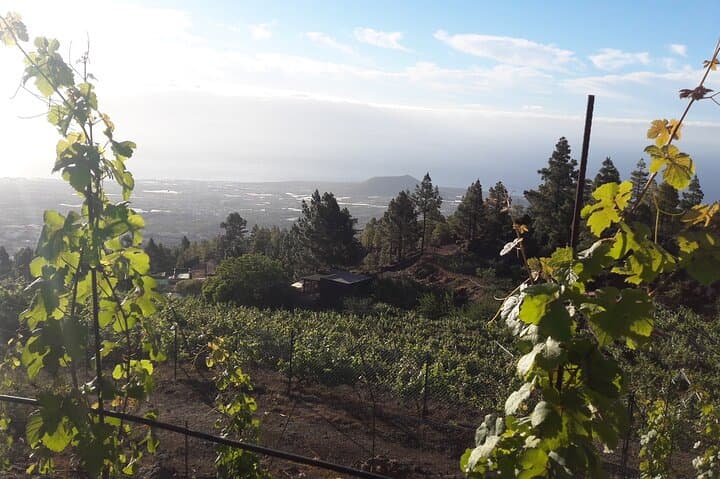 Arafo Mountain Vineyard: Organic Wine Tasting & Mountain Viticulture Tour photo 4