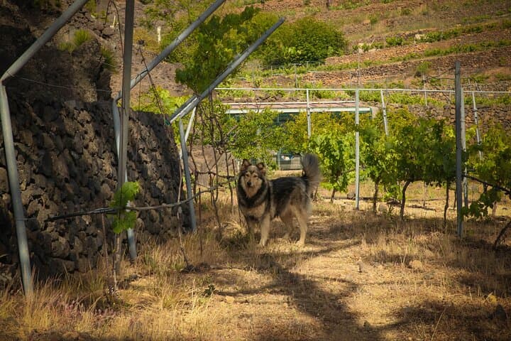 Arafo Mountain Vineyard: Organic Wine Tasting & Mountain Viticulture Tour photo 5