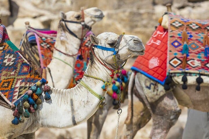 Horseback, Camel & Donkey Ride Through Luxor's West Bank Fields photo 4