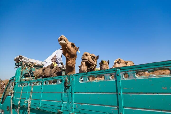 Horseback, Camel & Donkey Ride Through Luxor's West Bank Fields photo 5