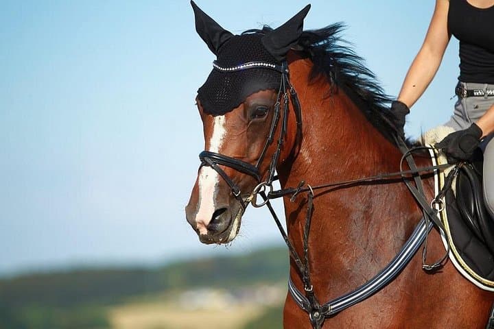 Horseback Riding on Luxor's West Bank: Scenic 1-Hour Farm & Field Ride photo 1