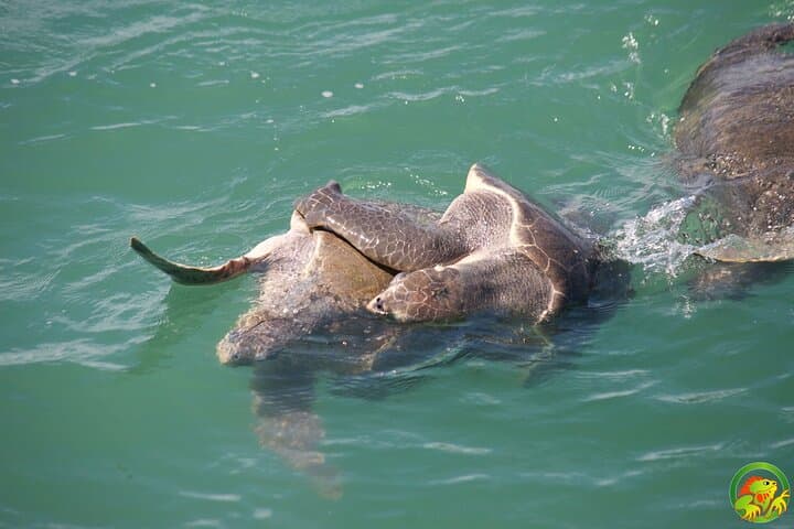 Manuel Antonio Catamaran Tour — Snorkel, Wildlife & Coastal Views photo 4