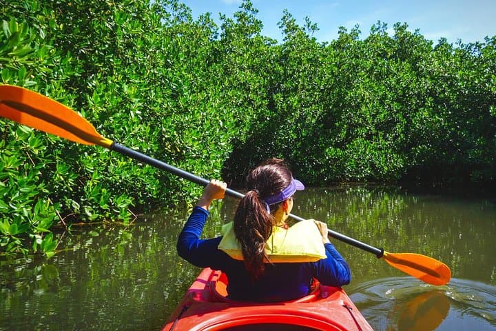 Fort Lauderdale Tropical Kayak Tour: Wilton Manors Mangrove & Island Adventure