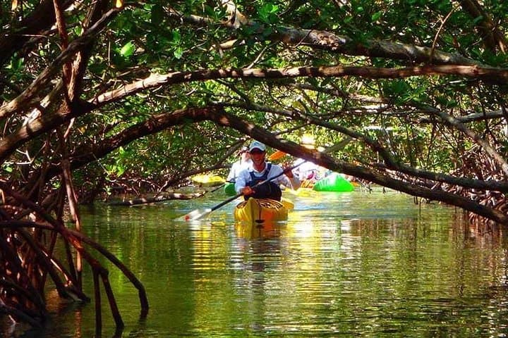 Fort Lauderdale Tropical Kayak Tour: Wilton Manors Mangrove & Island Adventure photo 3
