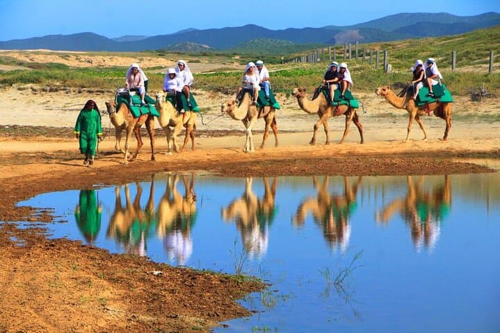 Cabo Camel and Safari Ride: Beach Camel Tour with Tequila Tasting photo 2