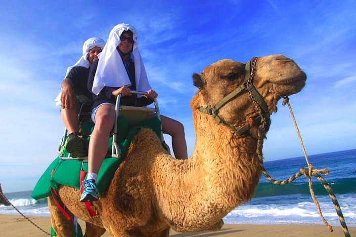 Cabo Camel and Safari Ride: Beach Camel Tour with Tequila Tasting photo 3
