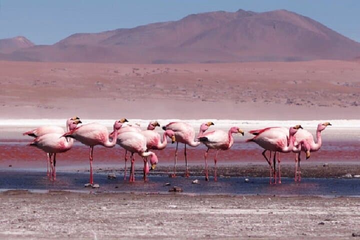 3-Day Uyuni Salt Flats Adventure — Red Lagoons, Geysers & High-Altitude Landscapes photo 6