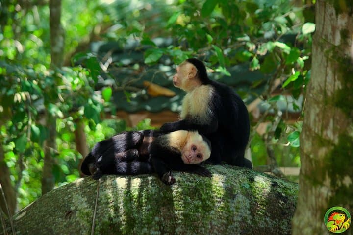 Manuel Antonio National Park Tour: Wildlife Walks & Beach Time in Costa Rica photo 4