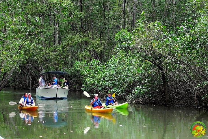 Damas Mangrove Boat Tour — Isla Damas Wildlife Cruise from Quepos photo 2