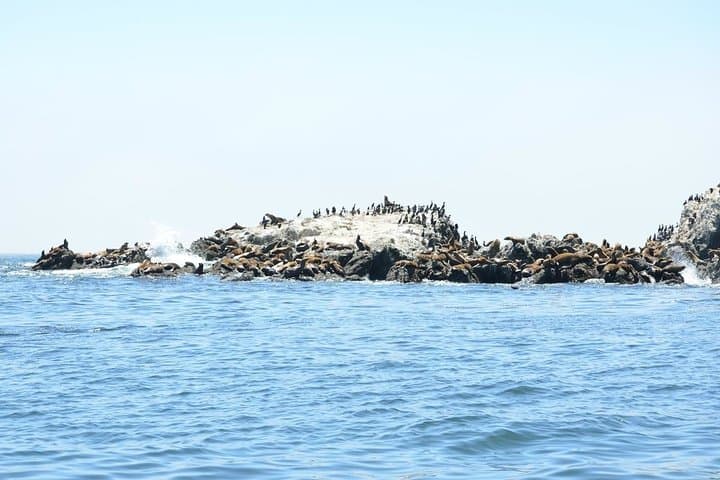 Private Sailing Tour of Bodega Bay — 3-Hour Coastal Cruise with Captain photo 4