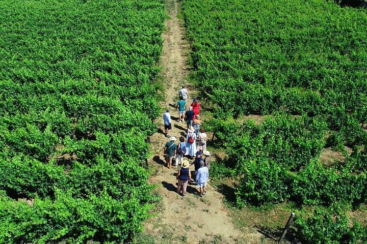 Douro Valley Wine Day Trip: 3 Tastings, Lunch & Optional River Cruise from Porto photo 1