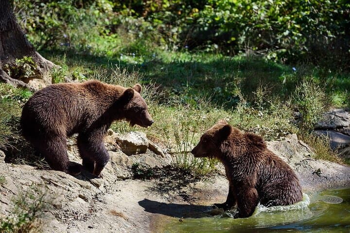 Libearty Bear Sanctuary and Bran Castle Day Trip — Zarnesti & Bran photo 3
