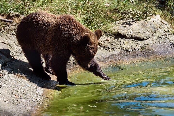 Libearty Bear Sanctuary and Bran Castle Day Trip — Zarnesti & Bran photo 2
