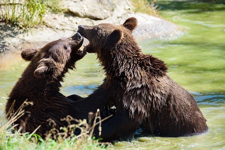 Libearty Bear Sanctuary and Bran Castle Day Trip — Zarnesti & Bran