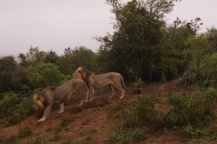 Addo Elephant National Park Full-Day Safari: Big Five, Braai & Photo Opportunities