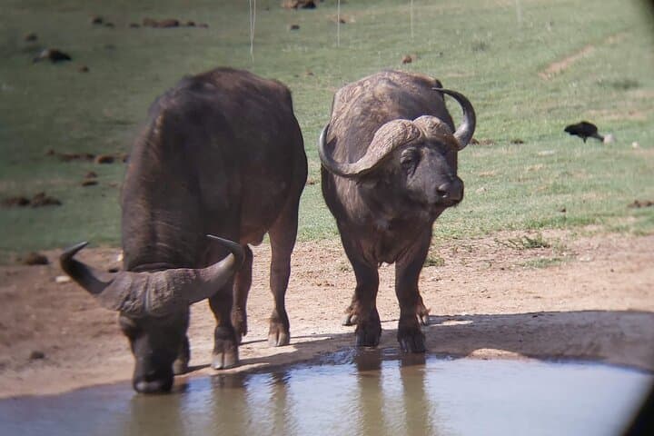 Addo Elephant National Park Full-Day Safari: Big Five, Braai & Photo Opportunities photo 2