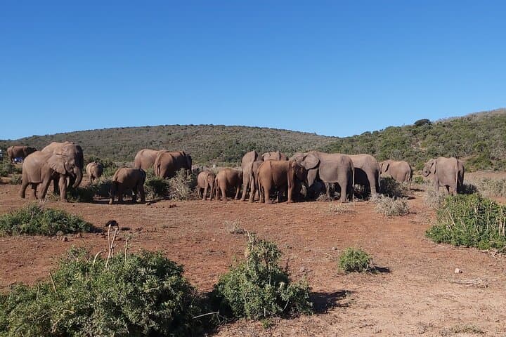 Addo Elephant National Park Full-Day Safari: Big Five, Braai & Photo Opportunities photo 5