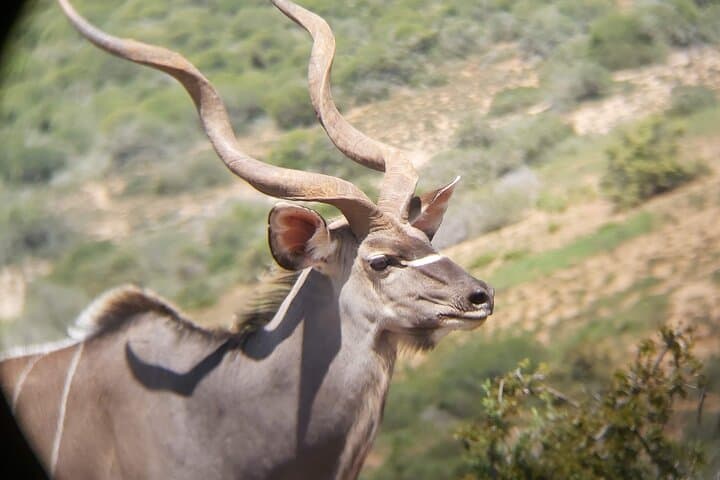 Addo Elephant National Park Full-Day Safari: Big Five, Braai & Photo Opportunities photo 6