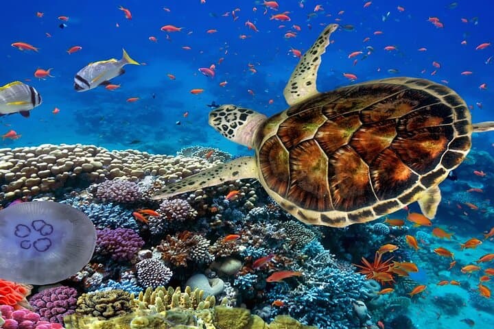 Snorkel Ras Mohamed: Full-Day Trip from Sharm El Sheikh photo 2