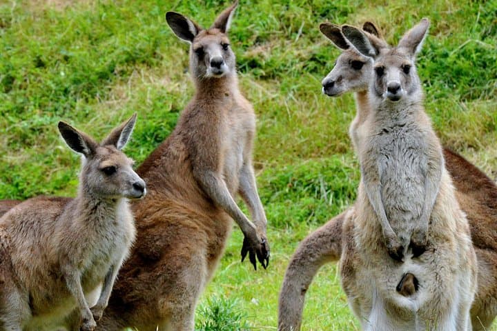 Healesville Sanctuary & Phillip Island Penguin Parade Day Tour from Melbourne photo 4