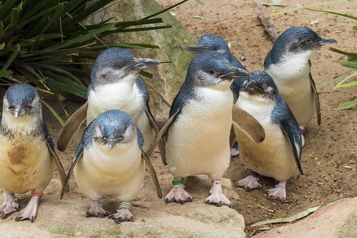 Healesville Sanctuary & Phillip Island Penguin Parade Day Tour from Melbourne photo 1