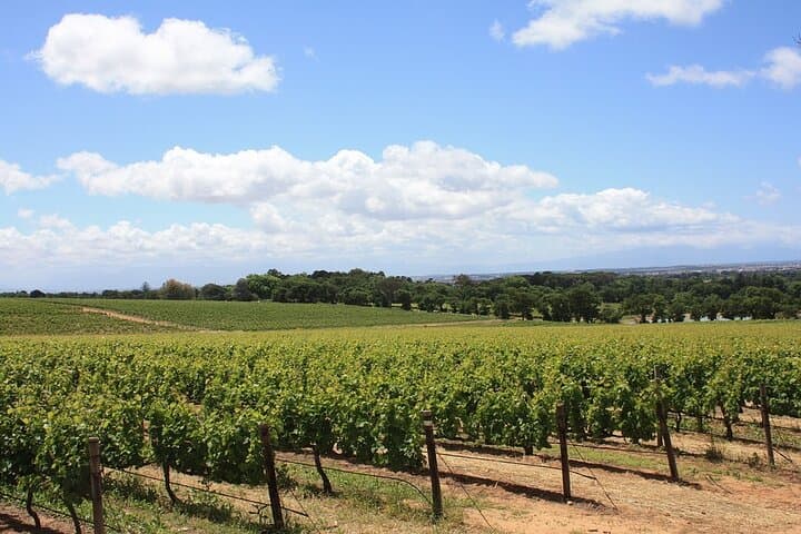 Garden Route Private Tour with Addo & Cape Highlights — 10-Day South Africa Adventure photo 6