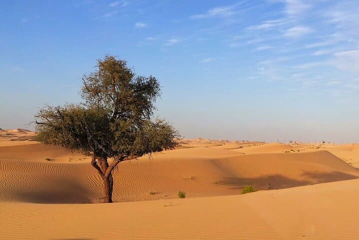 Evening Abu Dhabi Desert Safari: Dune Bashing, Camel Rides & BBQ Experience photo 4