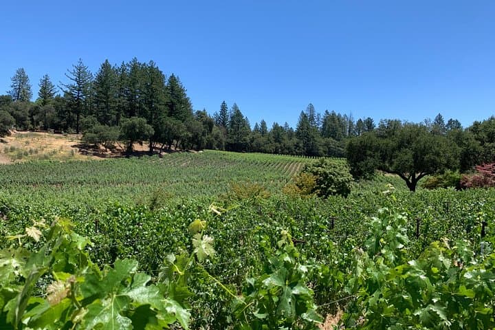 Private Napa and Sonoma Wine Tour — 6–8hr Custom XL SUV Experience photo 6