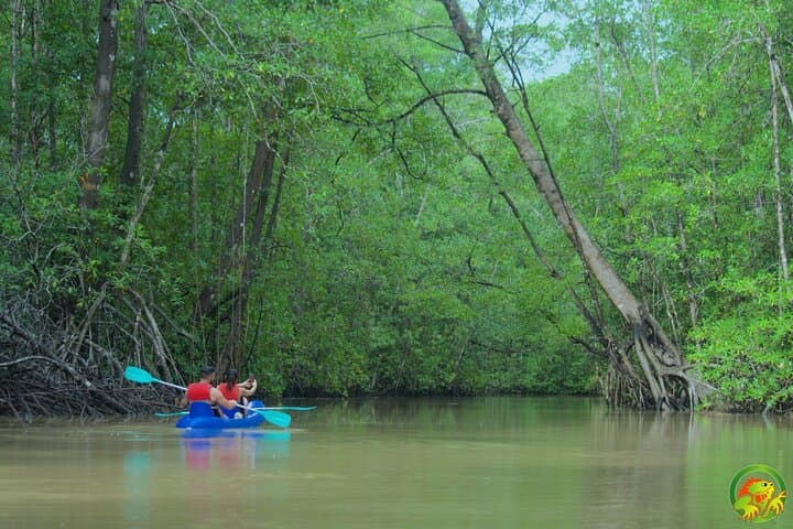 Paddling Damas Island: Guided Mangrove Kayak Tours from Manuel Antonio photo 2