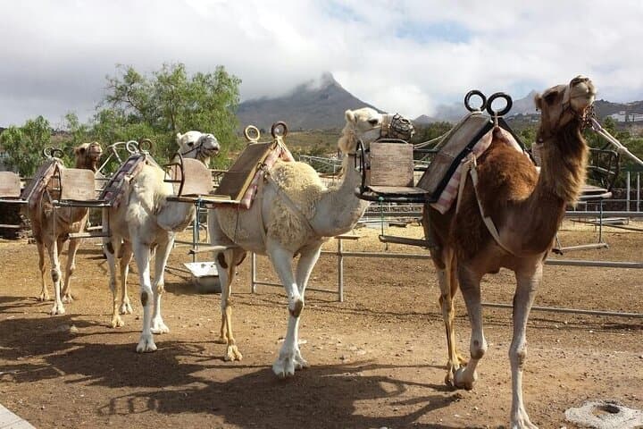 Camel Park Tenerife: Skip-the-Line 25-Minute Camel Ride at Guaza Finca photo 5