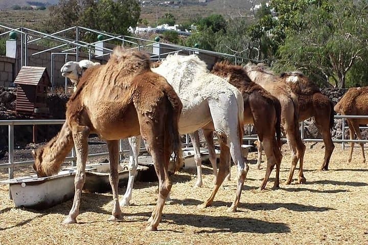 Camel Park Tenerife: Skip-the-Line 25-Minute Camel Ride at Guaza Finca photo 6