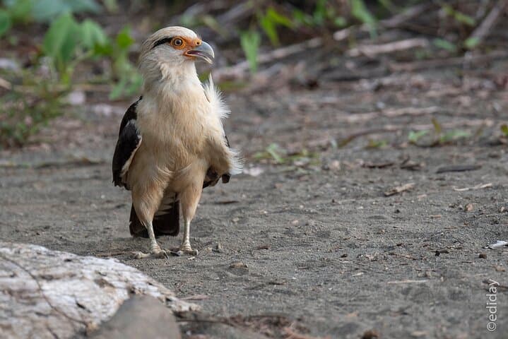 Manuel Antonio Day Tour: Rainforest Wildlife & Pacific Beaches photo 2