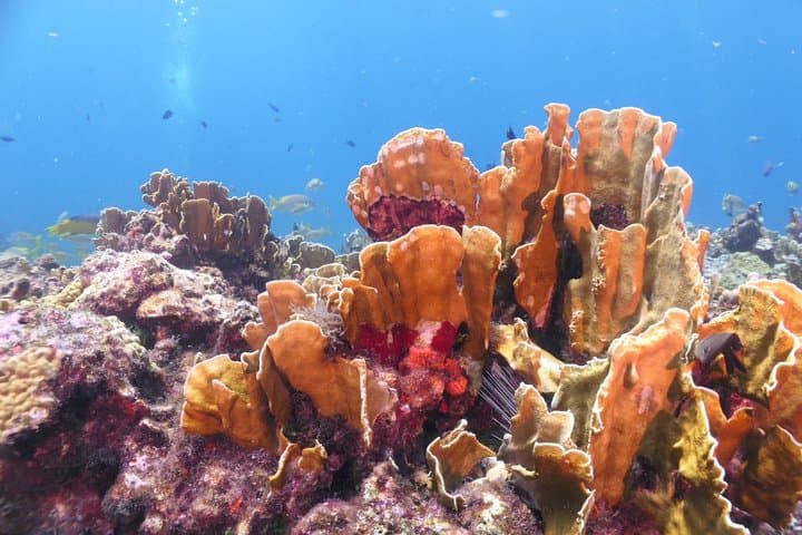 Discover Scuba in Isla Mujeres: Try Diving Without Certification photo 2